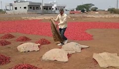 अवकाळी पावसामुळं व्यापाऱ्यांनी खरेदी केलेल्या मिरचीला मोठा फटका