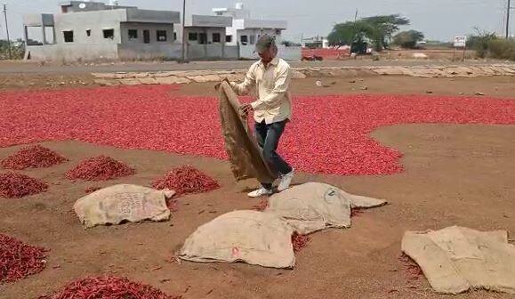 नंदुरबार जिल्ह्यातील मिरची खरेदी करणाऱ्या व्यापाऱ्यांनाही या पावसाचा मोठा फटका बसला आहे.