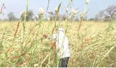 Rain : राज्यात अवकाळी पाऊस, शेती पिकांचं नुकसान