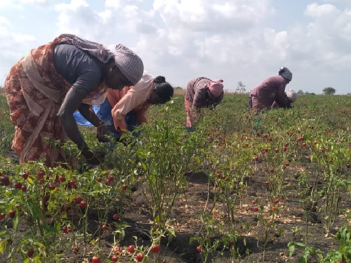 குண்டு மிளகாய் அறுவடை பணி தீவிரம்.. கிராமம் தோறும் இருப்பு வைக்க குடோன் தேவை.. விவசாயிகள் கோரிக்கை!