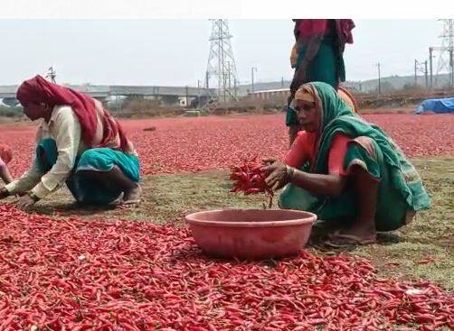 नंदुरबार कृषी उत्पन्न बाजार समितीत व्यापारी शेतकऱ्यांकडून खरेदी केलेली ओली लाल मिरची पथारींवर वाढण्यासाठी टाकत असतात.