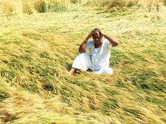 किसानों के लिए फिर आफत बनी बेमौसम बारिश, फसल खराब होने से करोड़ों के नुकसान की आशंका