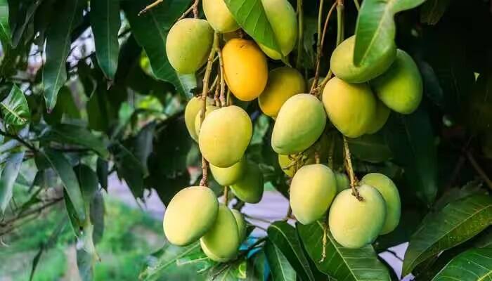 Due to unseasonal rain damage mango Increase price Mango  Price:કેરી રસિયા માટે માઠા સમાચાર, કેરીના પાકને ભારે નુકસાન, જાણો શું છે હાલ કિંમત