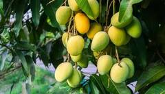 Mango Price:કેરી રસિયા માટે માઠા સમાચાર, કેરીના પાકને ભારે નુકસાન, જાણો શું છે હાલ કિંમત