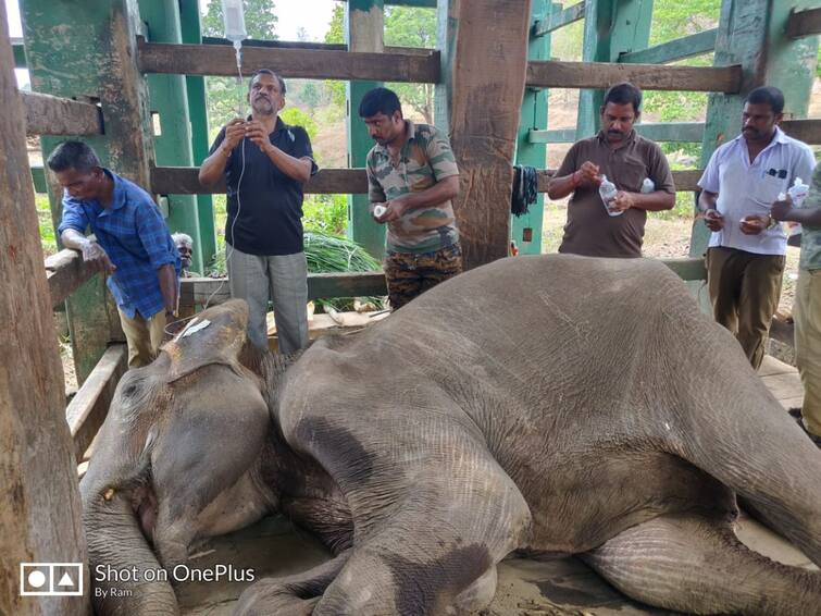 A female wild elephant died without treatment in Coimbatore கோவை: வாய்ப்பகுதியில் ஏற்பட்ட காயம்: சிகிச்சைப்பலனின்றி உயிரிழந்த பெண் காட்டு யானை: தொடரும் சோகம்!