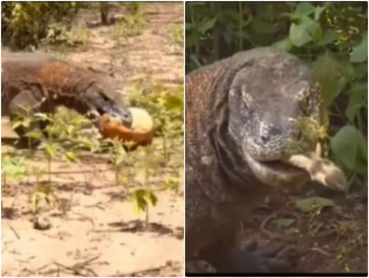 Komodo dragon seen brutally swallowing deer alive after hunting it in jungle Video: जंगल में कोमोडो ड्रैगन ने हिरण को दी दर्दनाक मौत, शिकार के बाद जिंदा ही निगल गया