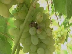 सोलापूर जिल्ह्यातील माळशिरस आणि पंढरपूर तालुक्यात गारपीट, शेती पिकांना मोठा फटका