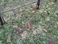 नाशिक जिल्ह्यात अवकाळीमुळे 2 हजार 598 हेक्टरवरील शेतीपिकाचे नुकसान; बळीराजा संकटात