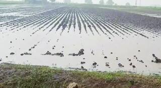 Rajkot: સૌરાષ્ટ્ર-કચ્છમાં કમોસમી વરસાદના કારણે શાકભાજીના ભાવમાં વધારો