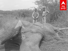 Elephant Dead : மின்சாரம் தாக்கி உயிரிழந்த காட்டு யானை தொடரும் சோகம்..