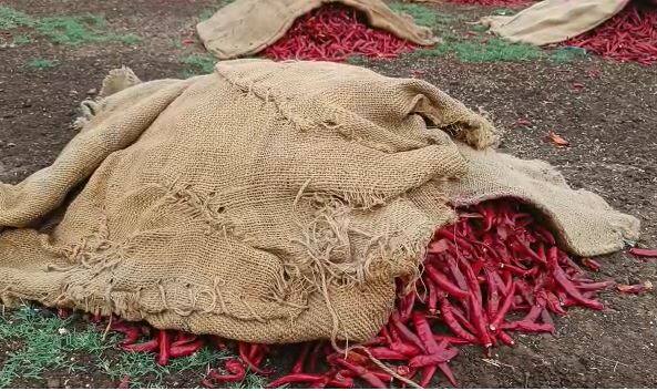 पथारीवर टाकलेल्या मिरचीसाठी विमा संरक्षण देण्याची मागणी नंदुरबार जिल्हा मिरची व्यापारी असोसिएशनचे अध्यक्ष रवी कोठारी यांनी केली आहे.