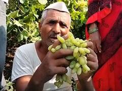 अवकाळी पावसाचा सोलापूर जिल्ह्याला तडाखा, 104 गावातील 3469 हेक्टरवरील शेती पिकांचं नुकसान 