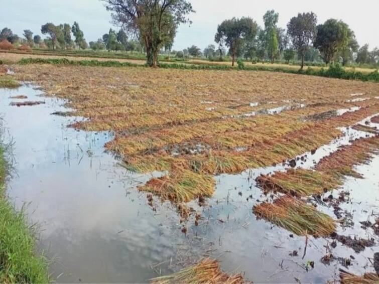 maharashtra News Chhatrapati Sambhaji Nagar  62 thousand 480 hectares of crops were damaged in eight districts of Marathwada    6 people died Marathwada Rain Update: अवकाळीमुळे मराठवाड्यात आतापर्यंत सहा जणांचा मृत्यू, 62 हजार 480 हेक्टर पिकांचे नुकसान