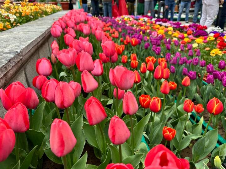 उद्घाटन समारोह में विदेश से मेहमान आए थे. मेहमानों में दुबई से आए निवेशक भी शामिल हुए. ट्यूलिप गार्डन के उद्घाटन में इस निवेशक मीट को साथ रखने के पीछे मकसद कश्मीर के पर्यटन को देश विदेश तक पहुंचाना है.