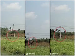 Elephant Electrocuted Video : తమిళనాడు ధర్మపురిలో విషాదం, విద్యుత్ వైర్లు తగిలి కుప్పకూలిన ఏనుగు!