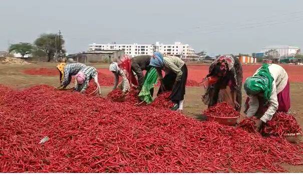 नंदुरबार जिल्ह्यातील मिरची खरेदी करणाऱ्या व्यापाऱ्यांनाही या पावसाचा मोठा फटका बसला आहे.