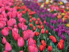 Tulip Garden Photos: इस बार खिलेंगे 16 लाख से अधिक ट्यूलिप, आम लोगों के लिए खोला गया गार्डन