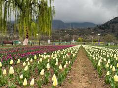 Tulip Garden Photos: इस बार खिलेंगे 16 लाख से अधिक ट्यूलिप, आम लोगों के लिए खोला गया गार्डन