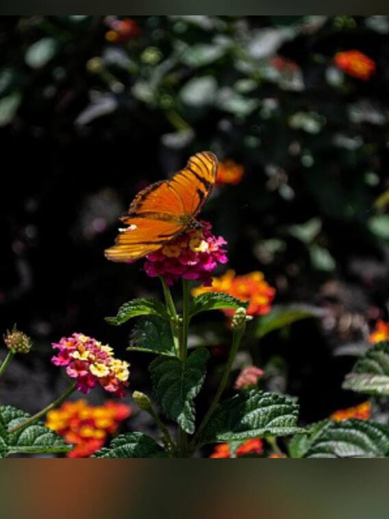 Inside Tripura's Butterfly EcoPark