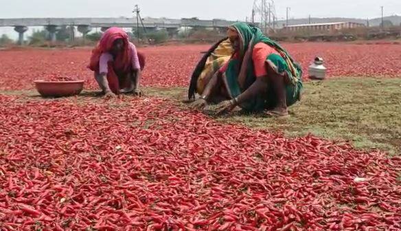 सरकारनं मिरची व्यापाऱ्यांच्या झालेल्या नुकसानीचे पंचनामे करुन त्यांना मदतीचा हात द्यावा अशी मागणी करण्यात आली आहे.