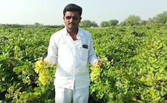 Rain : राज्यात अवकाळी पाऊस, शेती पिकांचं नुकसान