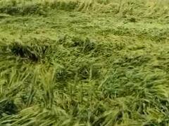 बेमौसम बरसात से किसान परेशान, गेहूं और सरसों की फसल को सबसे ज्यादा नुकसान