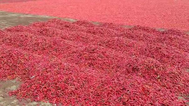 देशातील दुसऱ्या क्रमांकाची मिरचीची बाजारपेठ म्हणून नंदुरबार कृषी उत्पन्न बाजार समितीची ओळख आहे.