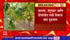 Maharashtra Rain Loss : राज्याला अवकाळी पावसाचा तडाखा, पिकांचं मोठं नुकसान