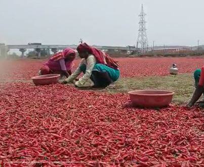 शेतकऱ्यांकडून खरेदी केलेली ओली लाल मिरची वाळवण्यासाठी पथरींवर टाकली जात असते. मात्र, गेल्या चार दिवसापासून होत असलेल्या अवकाळी पावसामध्ये 15 हजार क्विंटलपेक्षा अधिक मिरची खराब होण्याची भीती