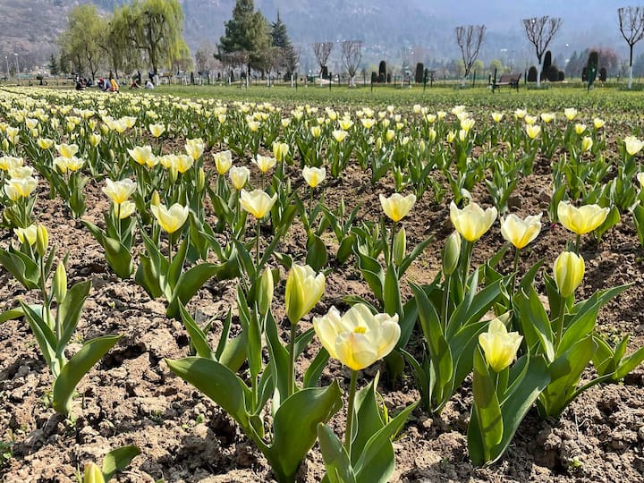 The Indira Gandhi Tulip Garden, Asia's largest tulip garden, opened to the public on Sunday, nestled between Dal Lake and the Zabarwan hills in Srinagar.