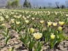 Asia's Largest Tulip Garden In J&K's Srinagar Opens For Public. In Pics