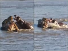 नदी के बीच हिप्पो के झुंड में फंस गया शेर, फिर अचानक हुआ मौत से सामना...