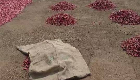 गेल्या चार दिवसांपासून असलेल्या अवकाळी पावसामुळं मिरची ओली होऊन काळी पडण्याची भीती निर्माण झाली आहे. तसेच मोठ्या प्रमाणात मिरची खराबही होत आहे.