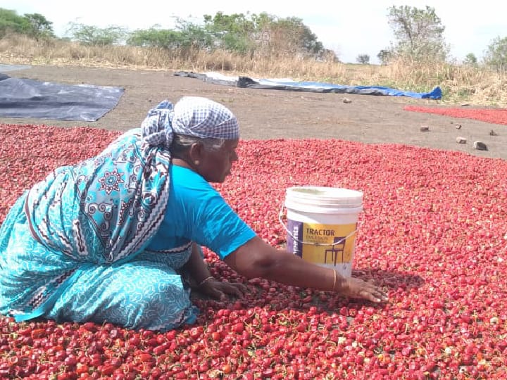 குண்டு மிளகாய் அறுவடை பணி தீவிரம்.. கிராமம் தோறும் இருப்பு வைக்க குடோன் தேவை.. விவசாயிகள் கோரிக்கை!