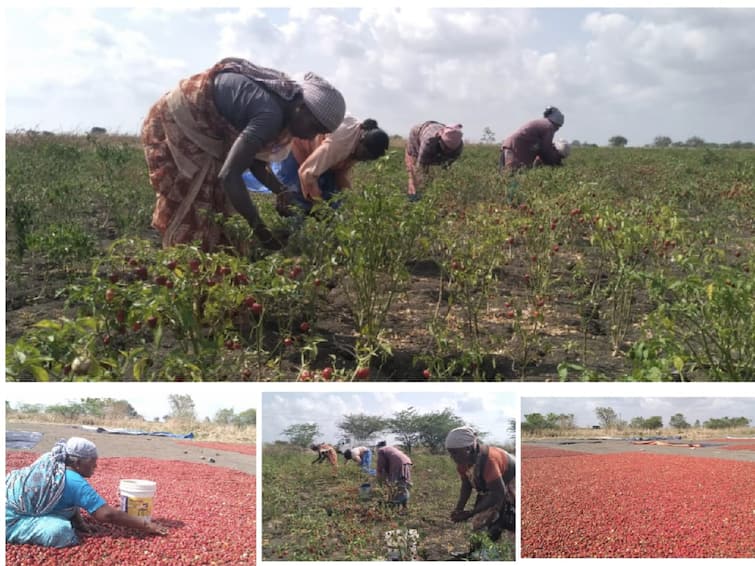 Gundu Chilli Fruit Harvesting Work Intensity-Refrigerating Stores to Stock Produce in Villages-Need-Farmers Request குண்டு மிளகாய் அறுவடை பணி தீவிரம்.. கிராமம் தோறும் இருப்பு வைக்க குடோன் தேவை.. விவசாயிகள் கோரிக்கை!