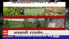 Maharashtra Rain Crop Loss : राज्यात अवकाळीनं पिकांना फटका, द्राक्ष बागांचं नुकसान
