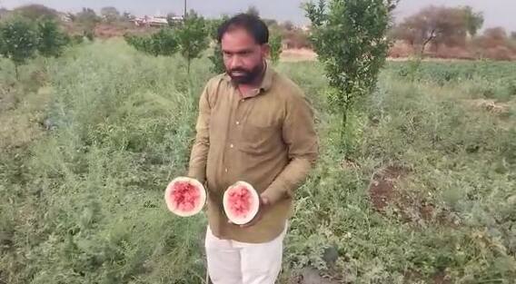 Rain : राज्यात अवकाळी पाऊस, शेती पिकांचं नुकसान