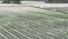 Gujarat: કમોસમી વરસાદથી ઉત્તર ગુજરાતમાં ભારે નુકસાન, માવઠાએ ખેડૂતોને ફરી પાયમાલ કર્યા