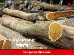 ভূমিক্ষয় রোধে লাগানো গাছ নদীবাঁধ থেকে চুরি হচ্ছে অবাধে ! অশনি সঙ্কেত মালদার মানিকচকে