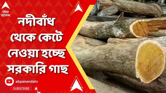 ভূমিক্ষয় আটকে নদীবাঁধকে শক্ত রাখে যে গাছ, সরকারি উদ্য়োগে লাগানো সেই গাছই চুরি হয়ে যাচ্ছে নদীবাঁধ থেকে!