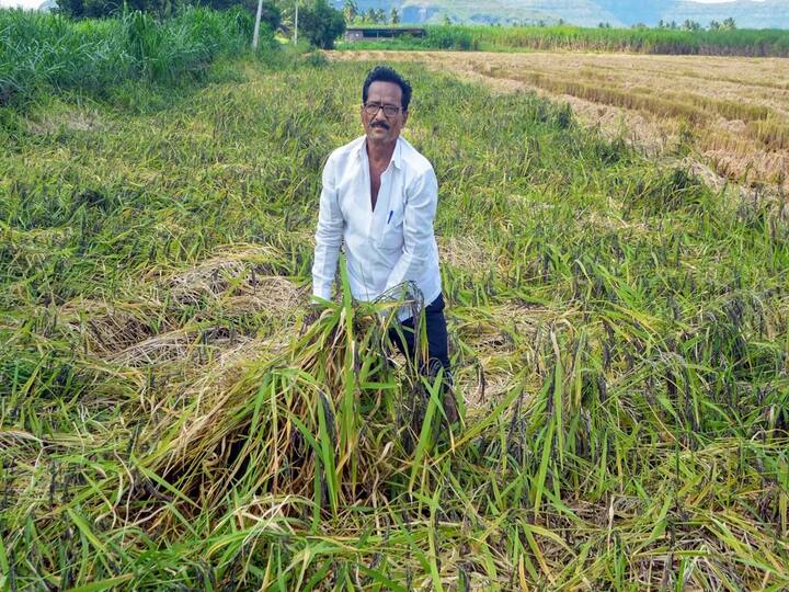 Marathwada : शासकीय कर्मचारी यांनी पुकारलेल्या संपाचा शेतकऱ्यांना फटका बसत आहे.