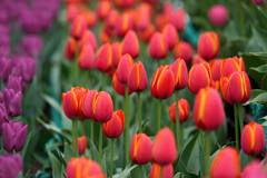 Tulip Garden: जम्मू काश्मीरमधील ट्युलिप गार्डन पर्यटकांसाठी खुलं; 16 लाखाहून अधिक फुलांनी खुलली बाग