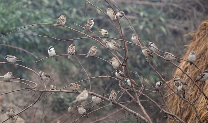 যেখানে মানুষের বসবাস নেই, সেখানে সাধারণত চড়ুইয়ের দেখা মেলে না। চড়ুইয়ের আরও একাধিক প্রজাতি রয়েছে যা বুনো। বলা হয়ে থাকে, বিপদে পড়লে সাঁতারও দিতে পারে চড়ুই। ভারতের প্রবাদপ্রতিম পক্ষী বিশারদ সেলিম আলির আত্মজীবনীর নামও 'The Fall of a Sparrow'