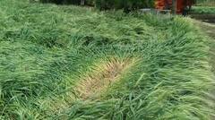 Rain : मुंबईसह राज्यात अवकाळीचा कहर, शेती पिकांचं नुकसान