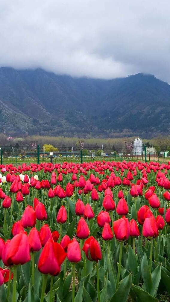 जम्मू काश्मीरमधील ट्युलिप गार्डन पर्यटकांसाठी खुलं