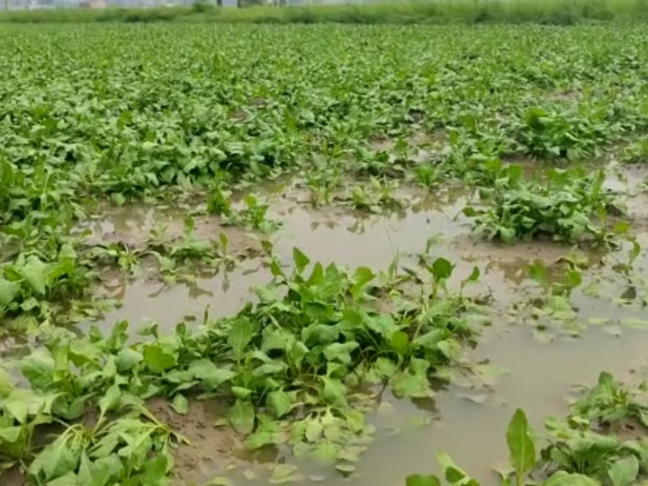 Delhi Crops Spoiled: बेमौसम बारिश ने किसानों की मेहनत पर फेरा पानी, खेतों में बिछी गेंहू और पालक की फसल