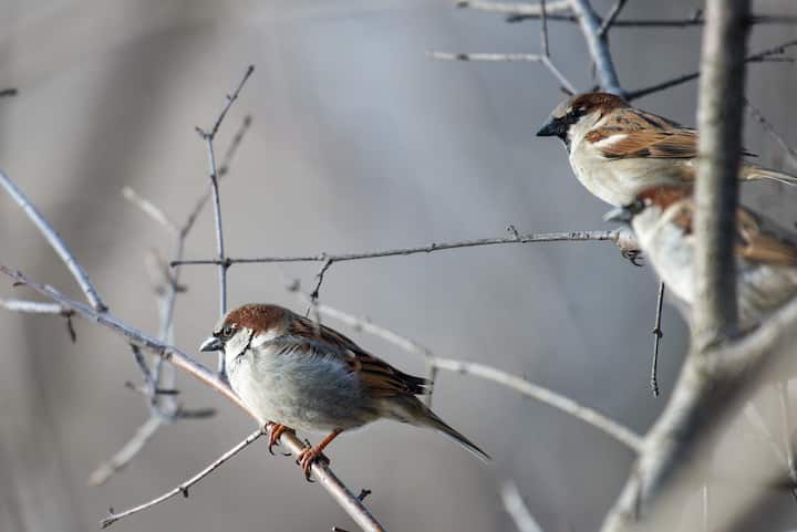 World Sparrow Day:জীববৈচিত্রের ভারসাম্য রক্ষার জন্য প্রতিটি প্রাণীর প্রয়োজন রয়েছে। চড়ুই এবং এর মতো পাখির সংখ্যা কমে গেলে তাতে ধাক্কা লাগবে।
