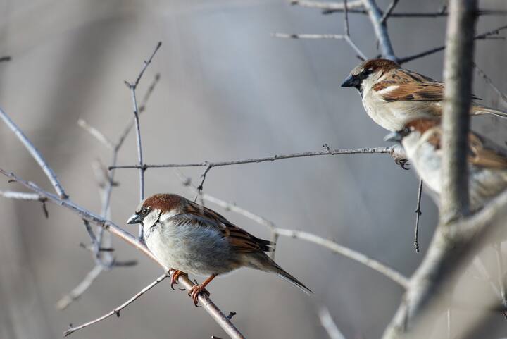জীববৈচিত্রের ভারসাম্য রক্ষার জন্য প্রতিটি প্রাণীর প্রয়োজন রয়েছে। চড়ুই এবং এর মতো আরও একাধিক প্রাণীর সংখ্যা কমে গেলে সেই ভারসাম্যে ধাক্কা লাগবে।