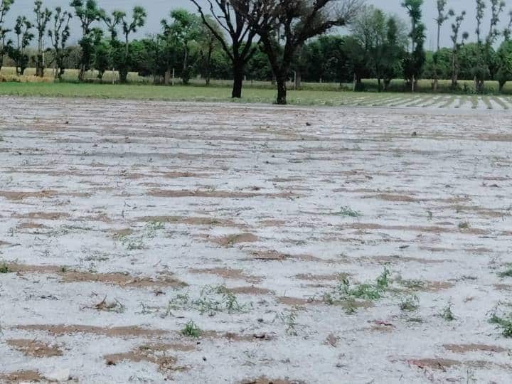 फसलों की कटाई के समय अचानक हुई बारिश और ओलावृष्टि ने जयपुर के खेतों को पानी में डुबो दिया है. इससे खेतों में गेंहूं और चने जैसी लहलहाती फसलें गिर गई हैं और किसानों को भारी नुकसान हुआ है.