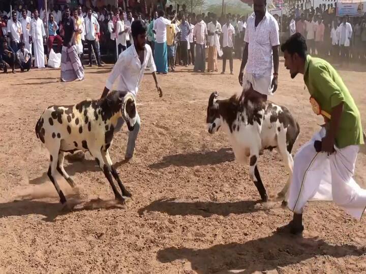 நிலக்கோட்டையில் முதல்முறையாக கிடா முட்டு போட்டி - ஆக்ரோஷத்துடன் மோதிக்கொண்ட கிடாக்கள்